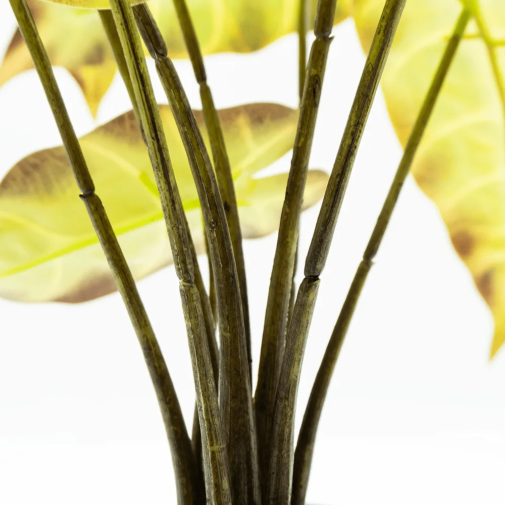 Alocasia Verde Claro
