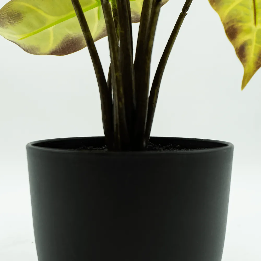 Alocasia Verde Claro
