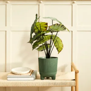 Alocasia Verde Claro