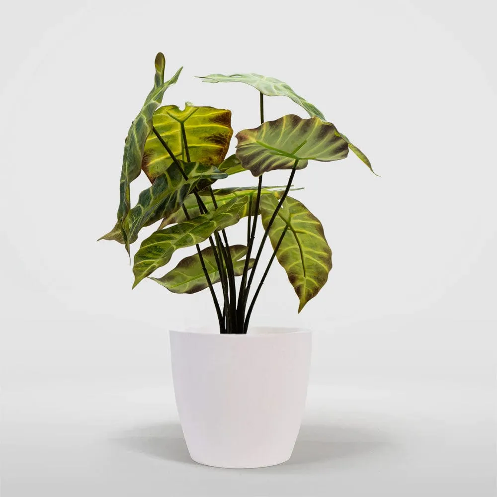 Alocasia Verde Claro