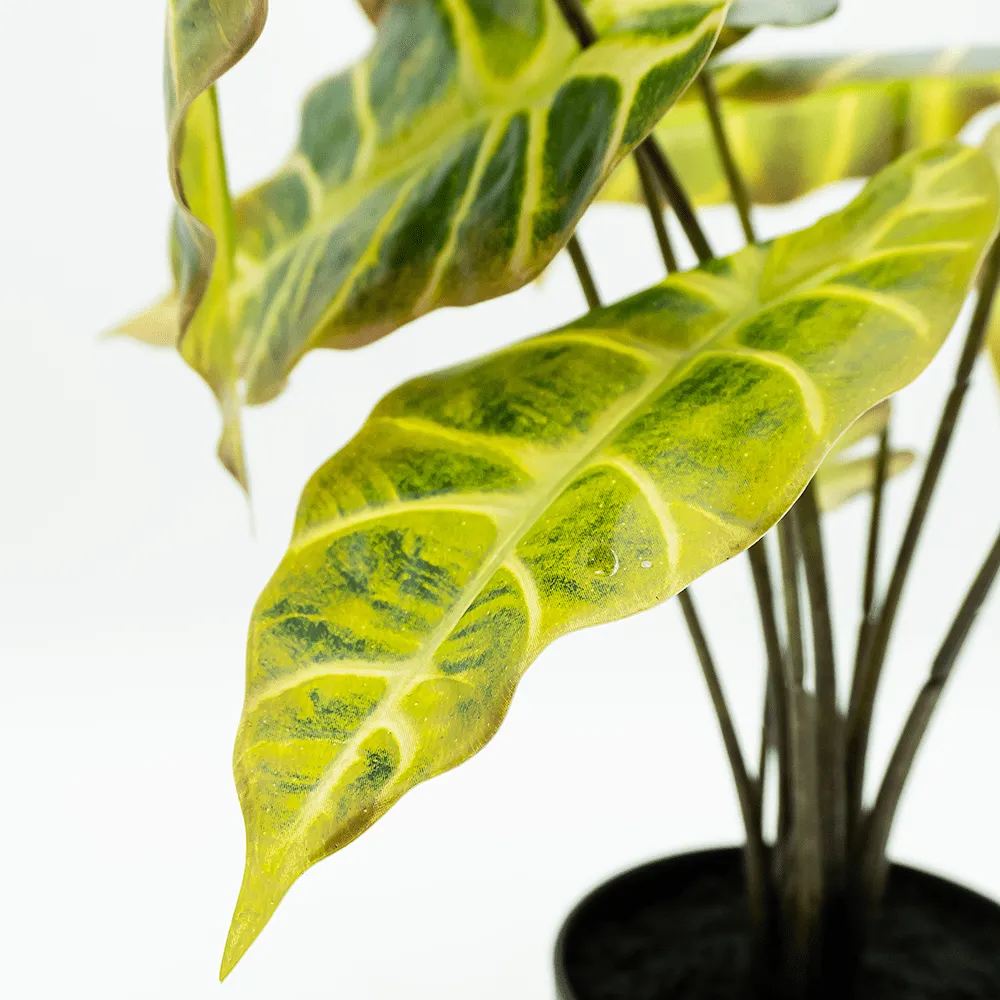 Alocasia Verde Claro