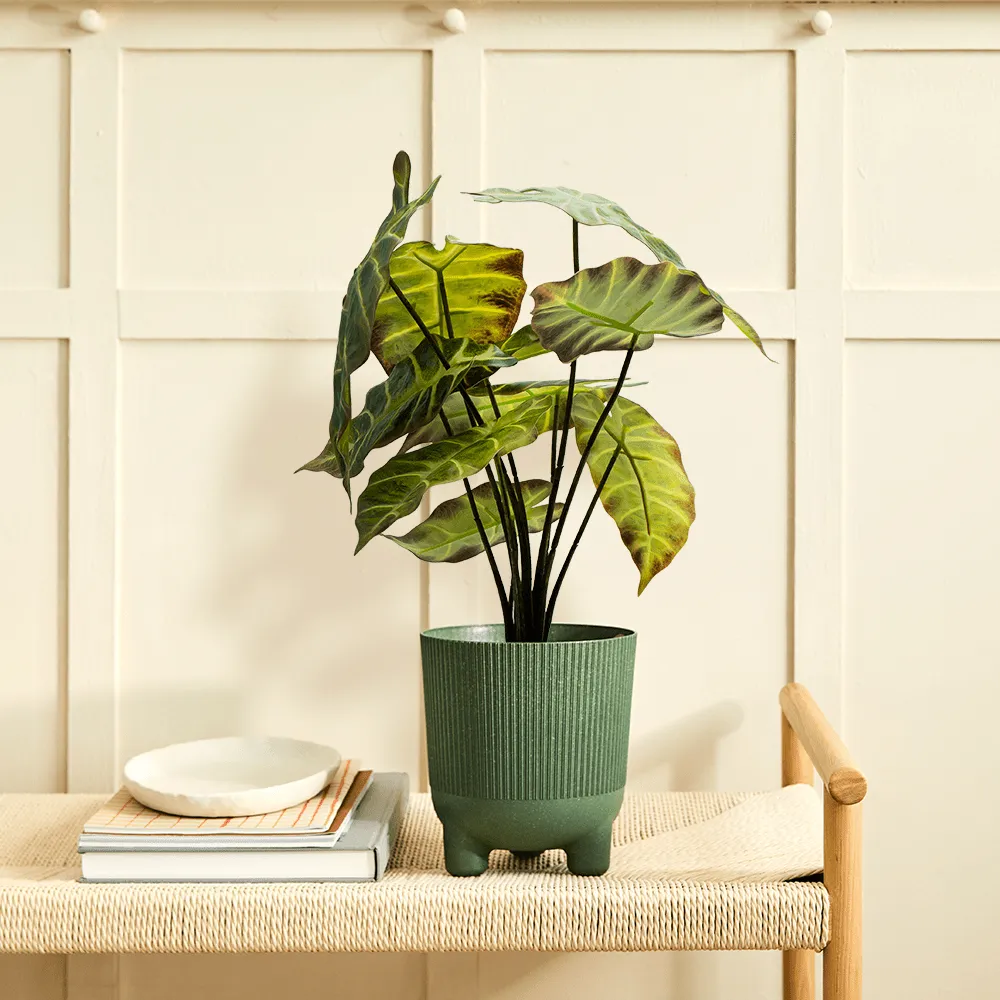 Alocasia Verde Claro