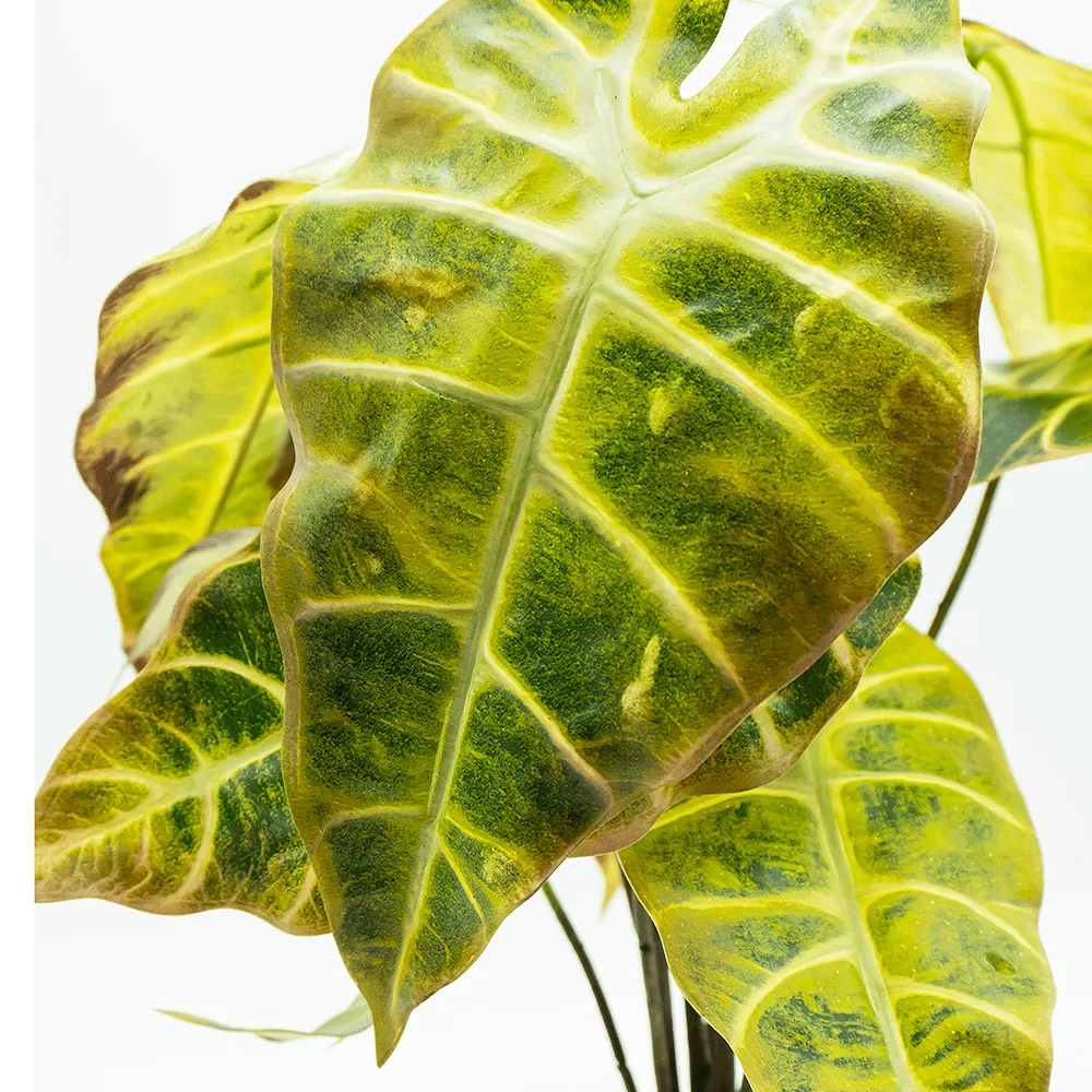 Alocasia Verde Claro