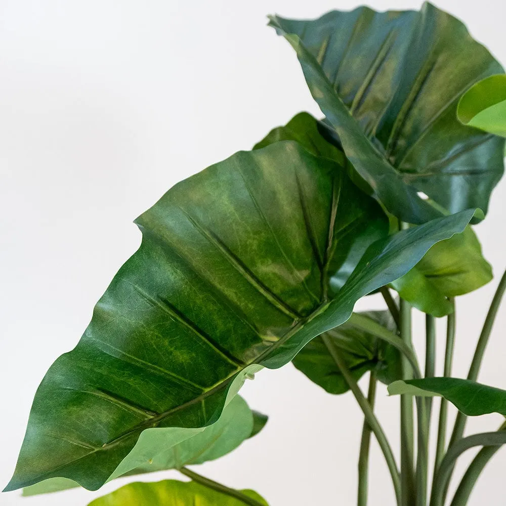 Colocasia
