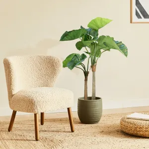 Colocasia