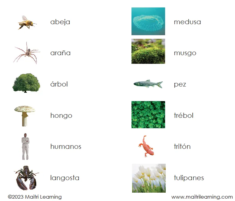 Spanish Living 3-Part Cards